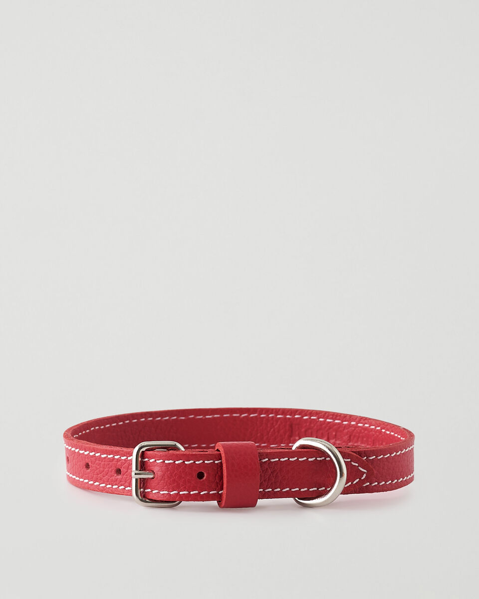 Small Dog Collar Cervino