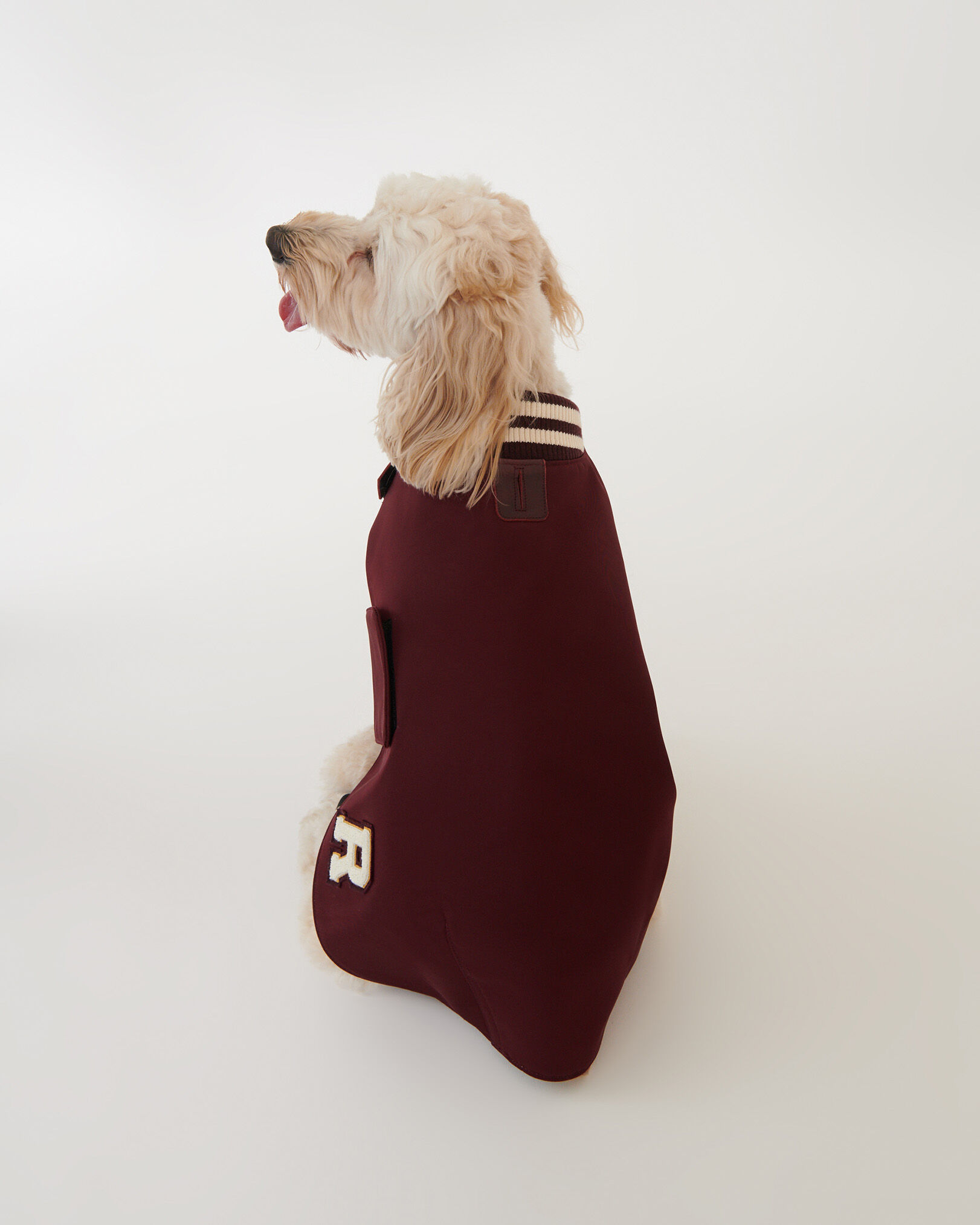 Blouson store pour chien