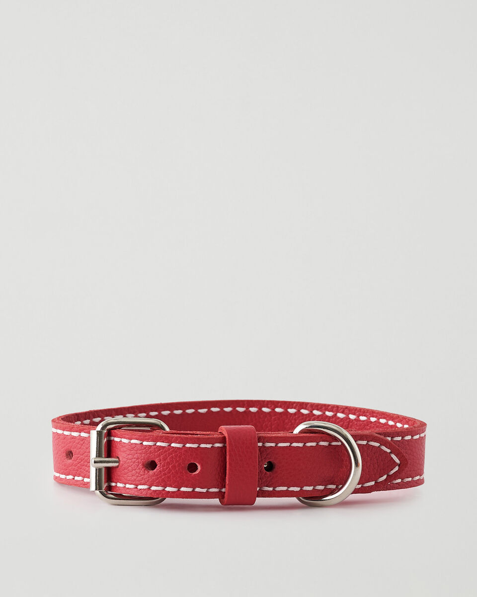 Medium Dog Collar Cervino