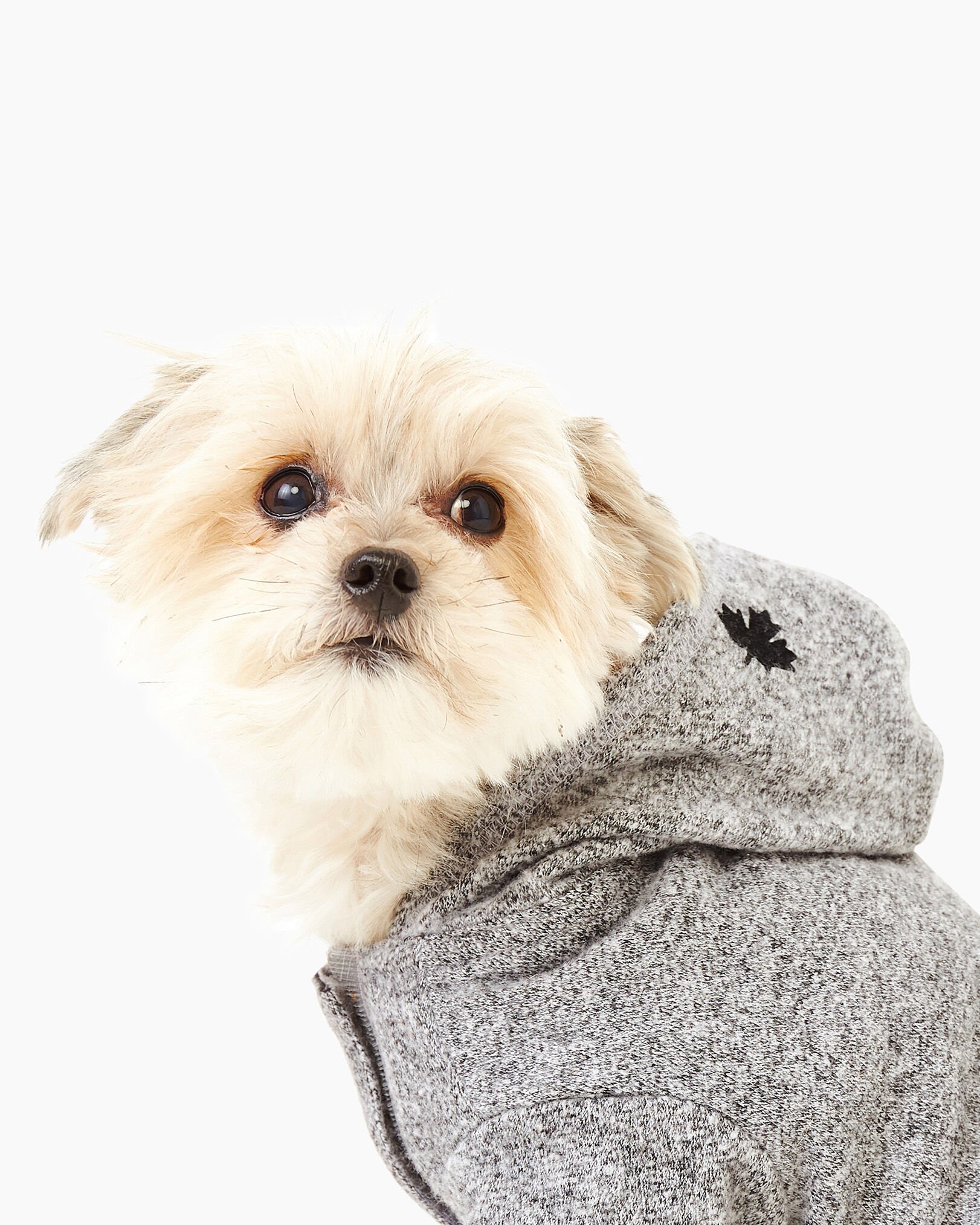 Roots hoodie salt and pepper online