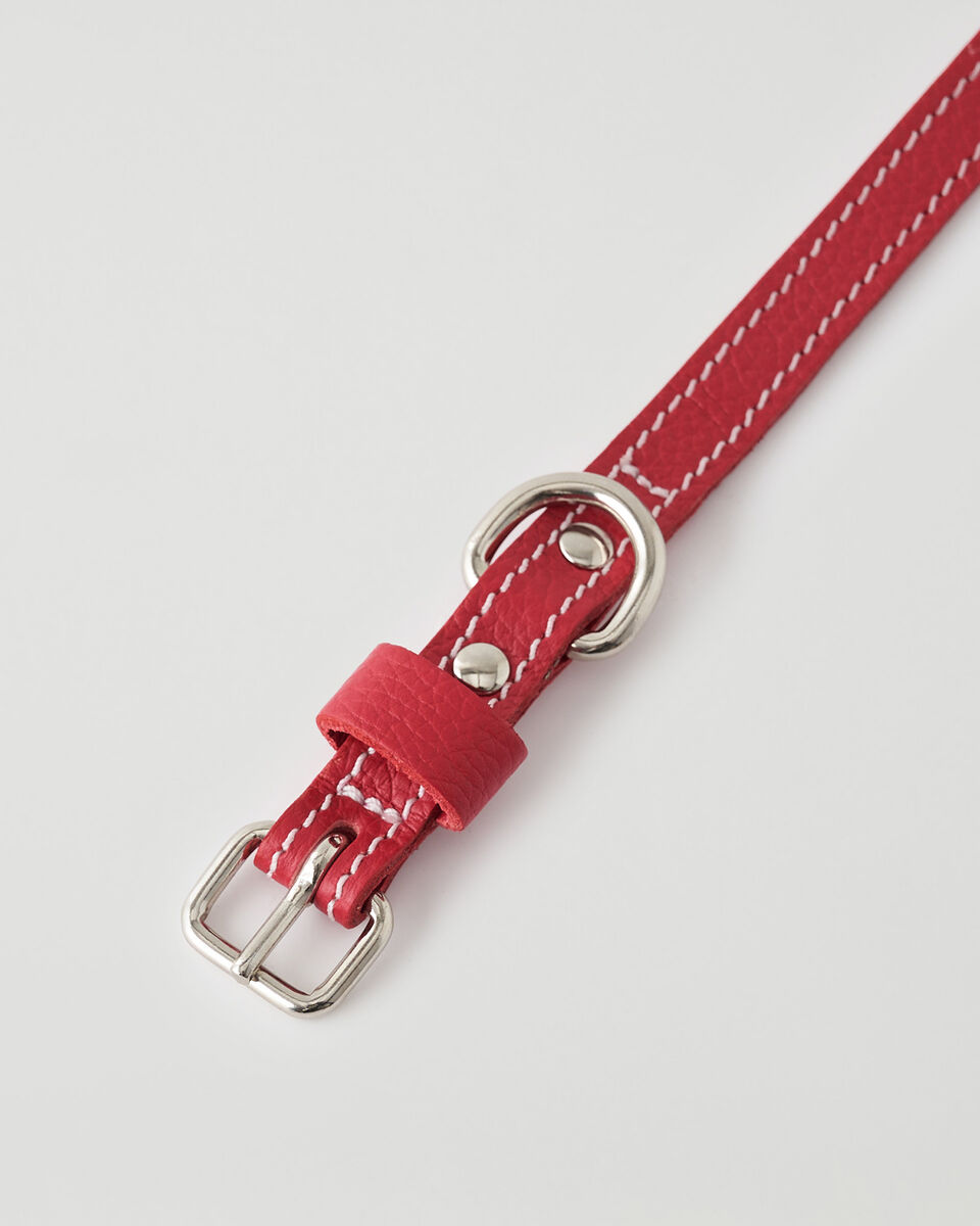 X-Small Dog Collar Cervino