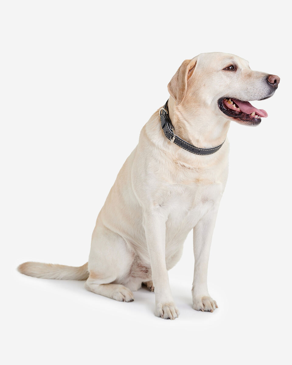 Grand collier en cuir pour chien