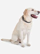 Grand collier en cuir pour chien