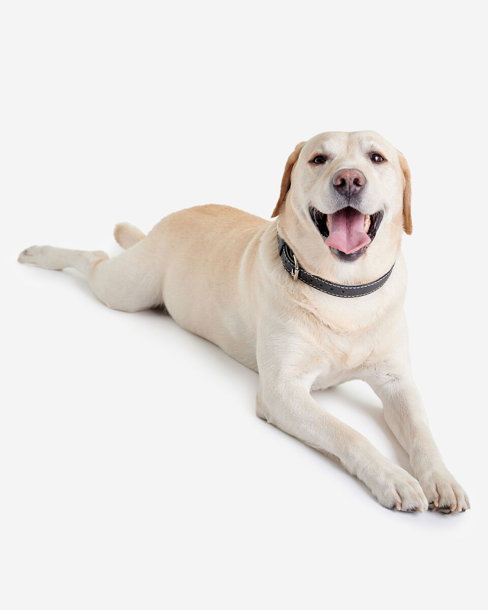 Grand collier en cuir pour chien
