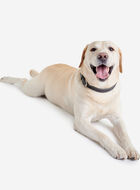 Grand collier en cuir pour chien