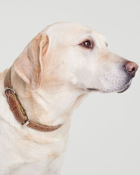 Large Leather Dog Collar