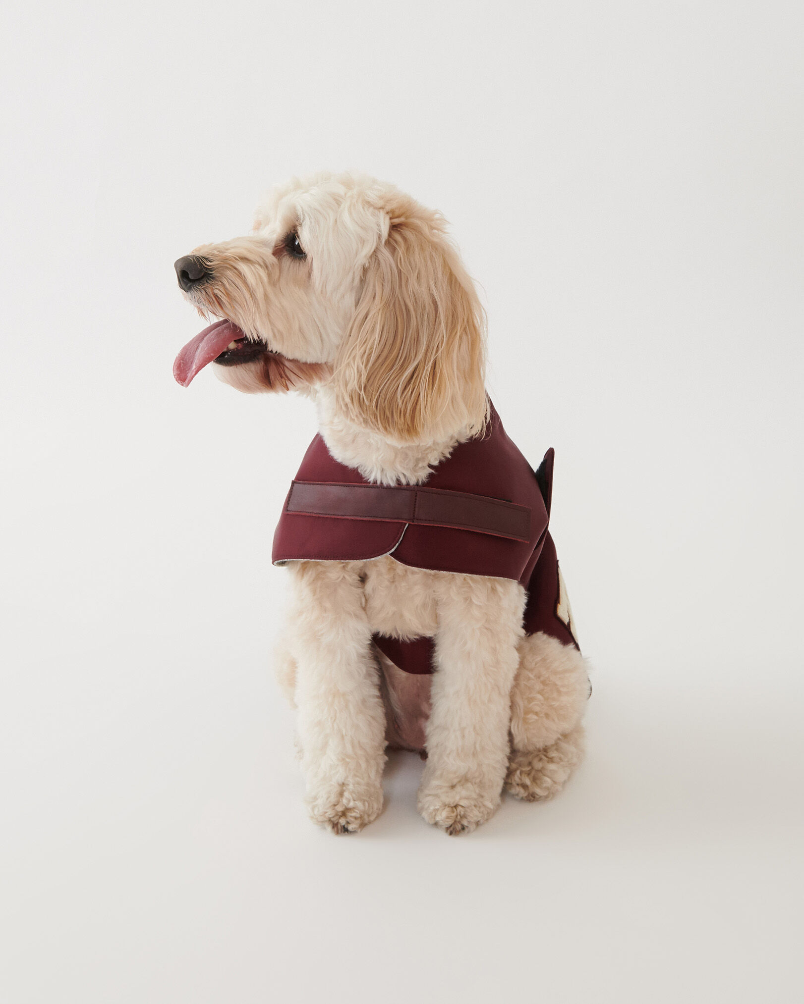 Blouson chien deals