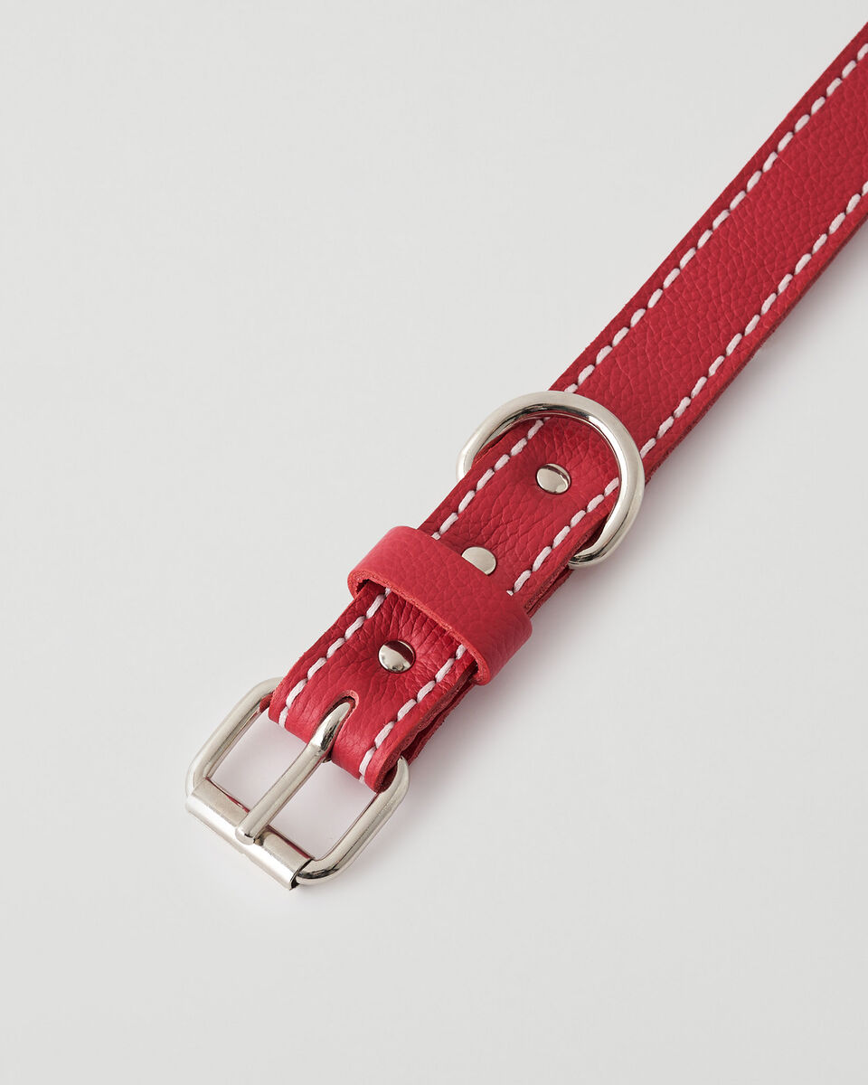Medium Dog Collar Cervino