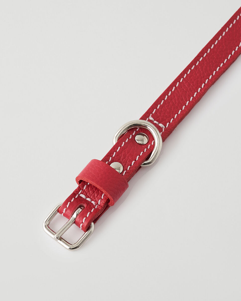 Small Dog Collar Cervino