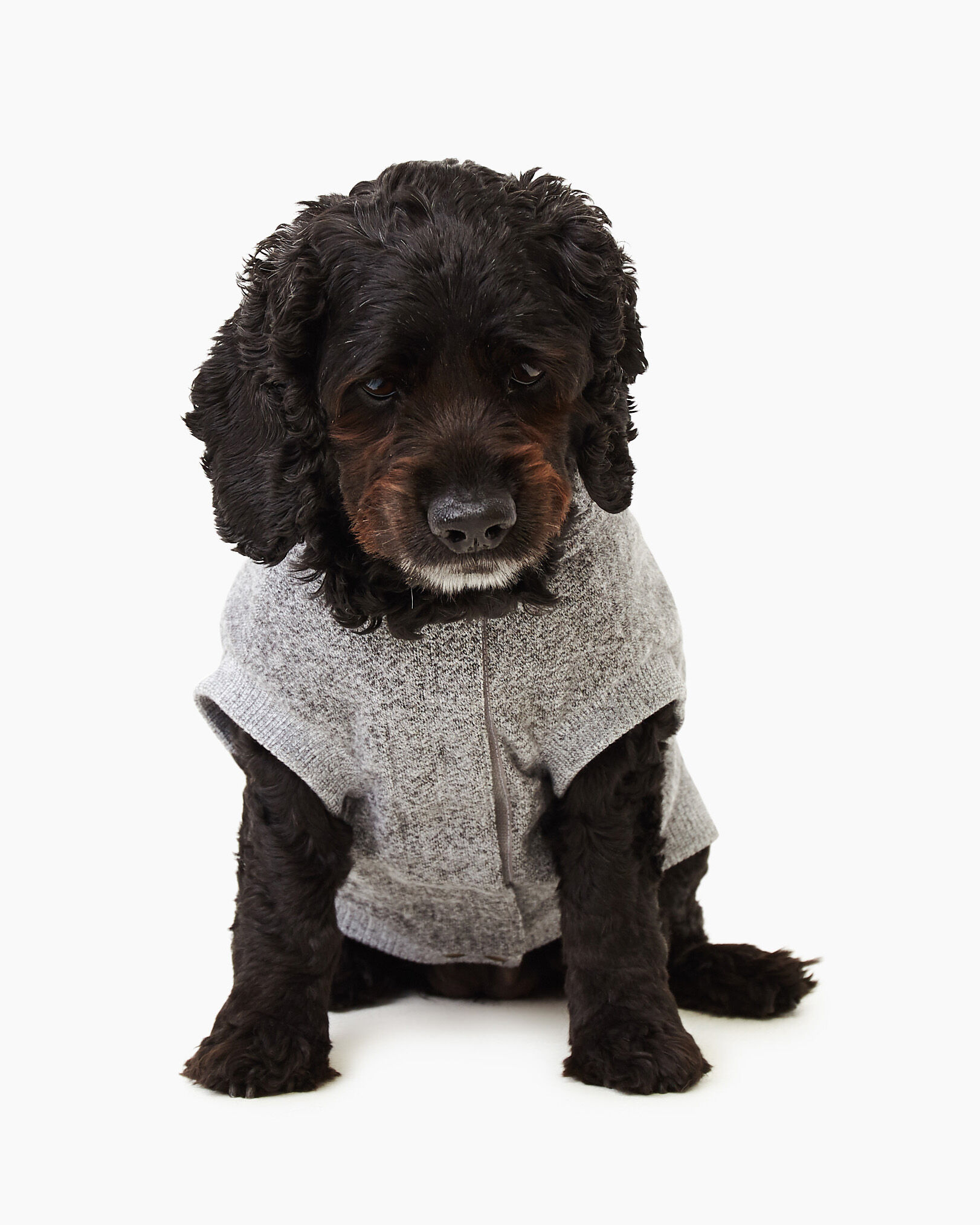 Roots canada dog sweater clearance