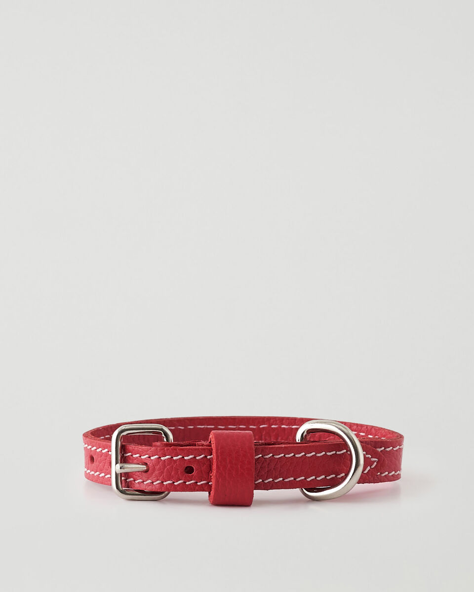 X-Small Dog Collar Cervino