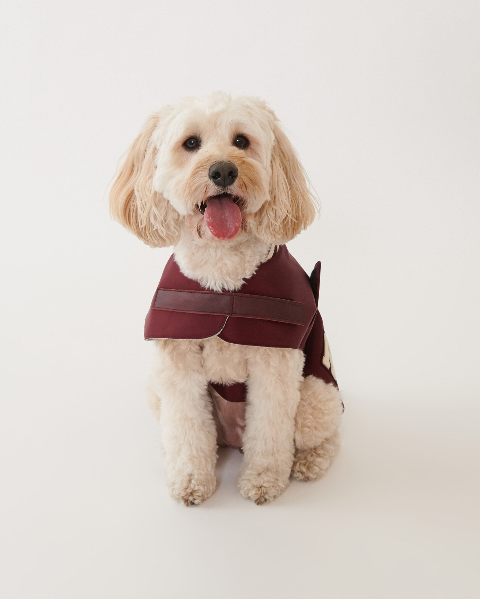 Dog on sale varsity jacket