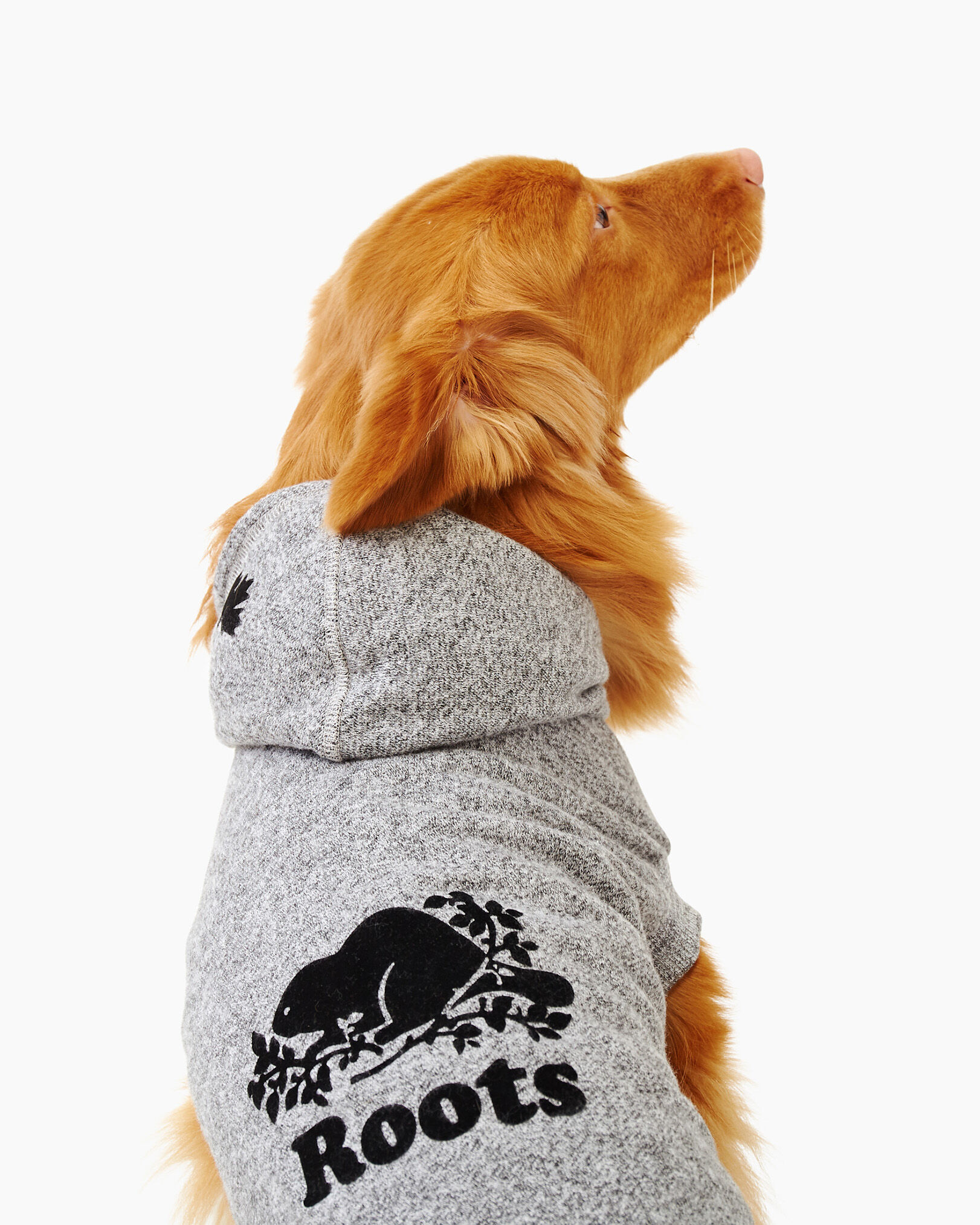 Roots sales dog clothes