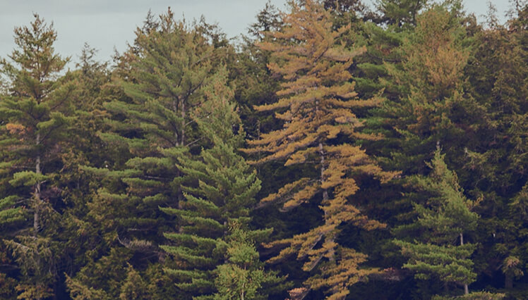 Planet: Conserving the nature that inspires us.