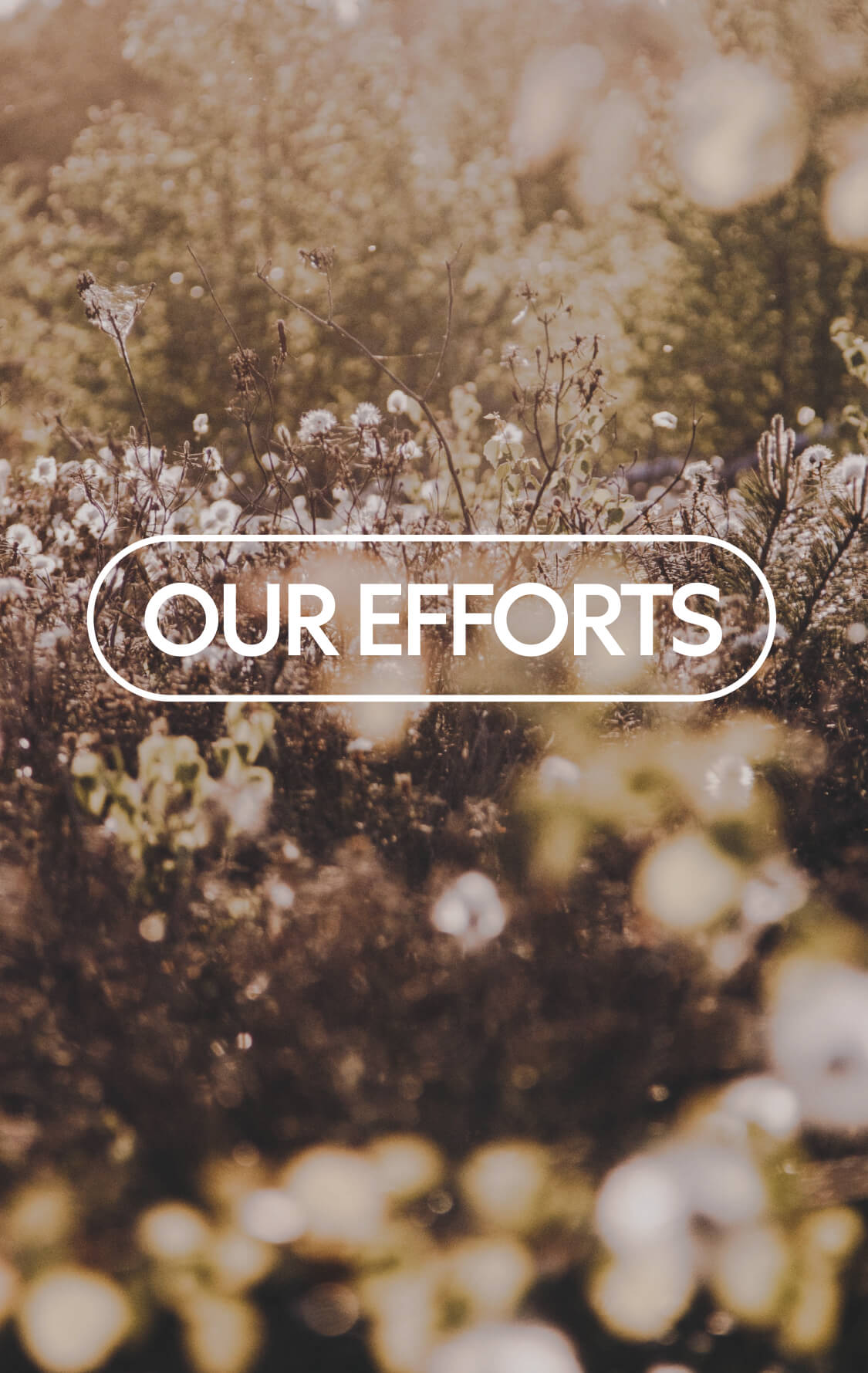 Our Efforts
