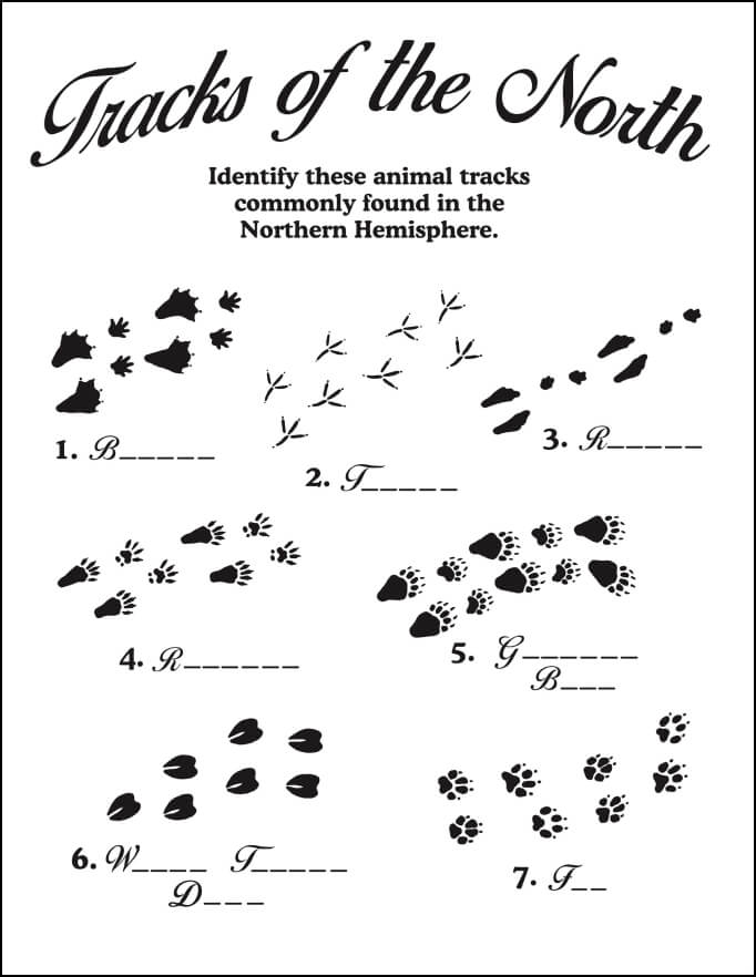 PDF Preview